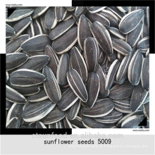 2019 nova safra INNER MONGOLIA sementes de girassol, sementes de girassol para consumo humano
